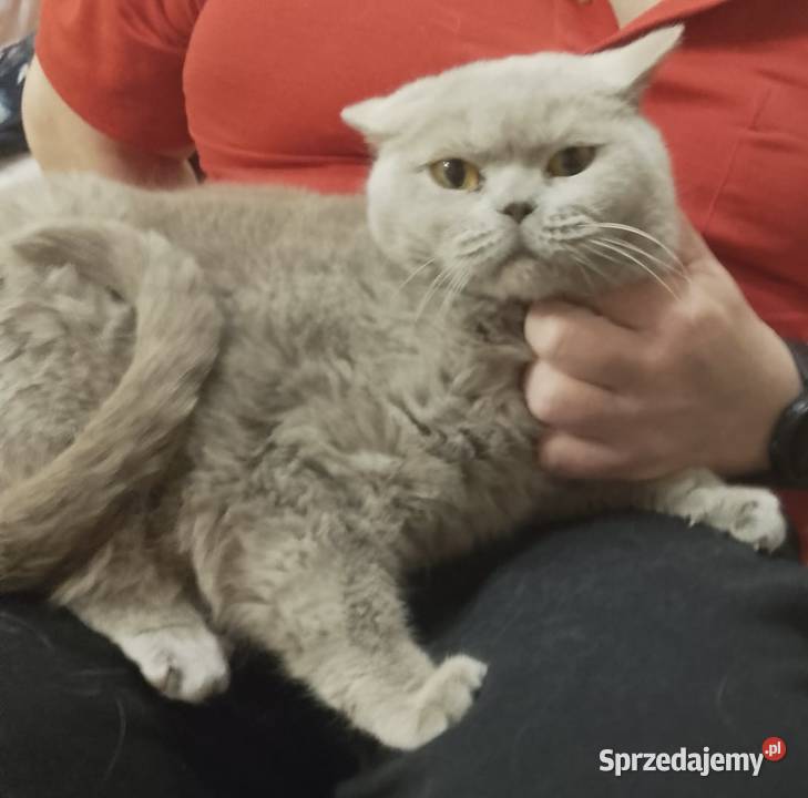 Kot Brytyjski śląskie