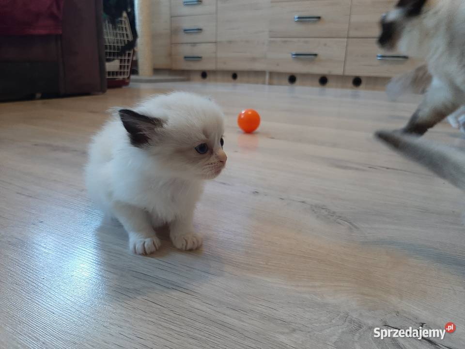 Ragdoll puchate kociaki Wrocław