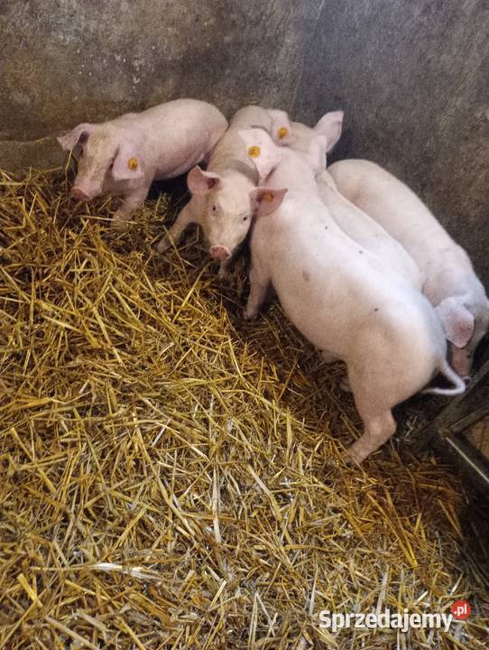 Prosięta 7 Chromowola