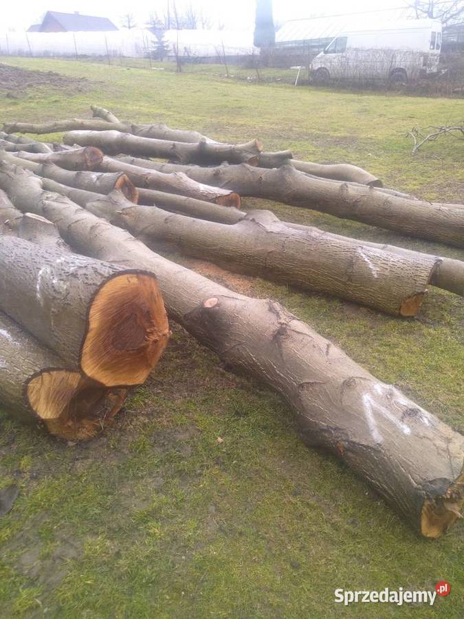 Drzewo orzech Chocznia