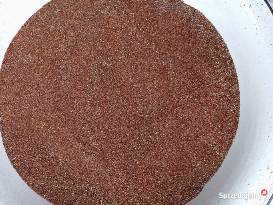 Babka lancetowata nasiona 2024 Izbica