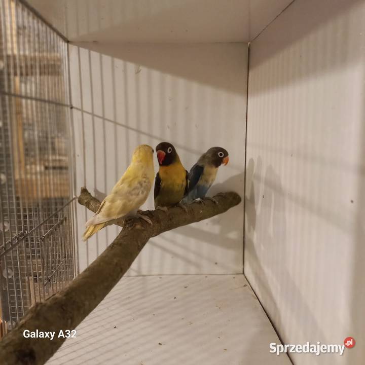 Nierozłączki czarnogłowe 2025r Garwolin