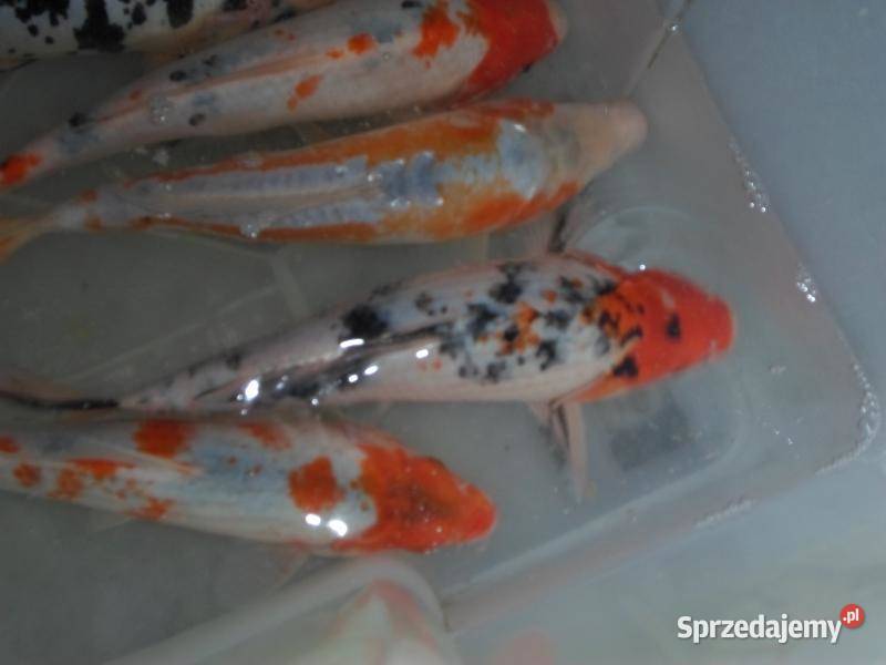 KARAŚ KOLOR KARP KOI AMUR TOŁPYGA LIN RYBY DO Łódź sprzedam