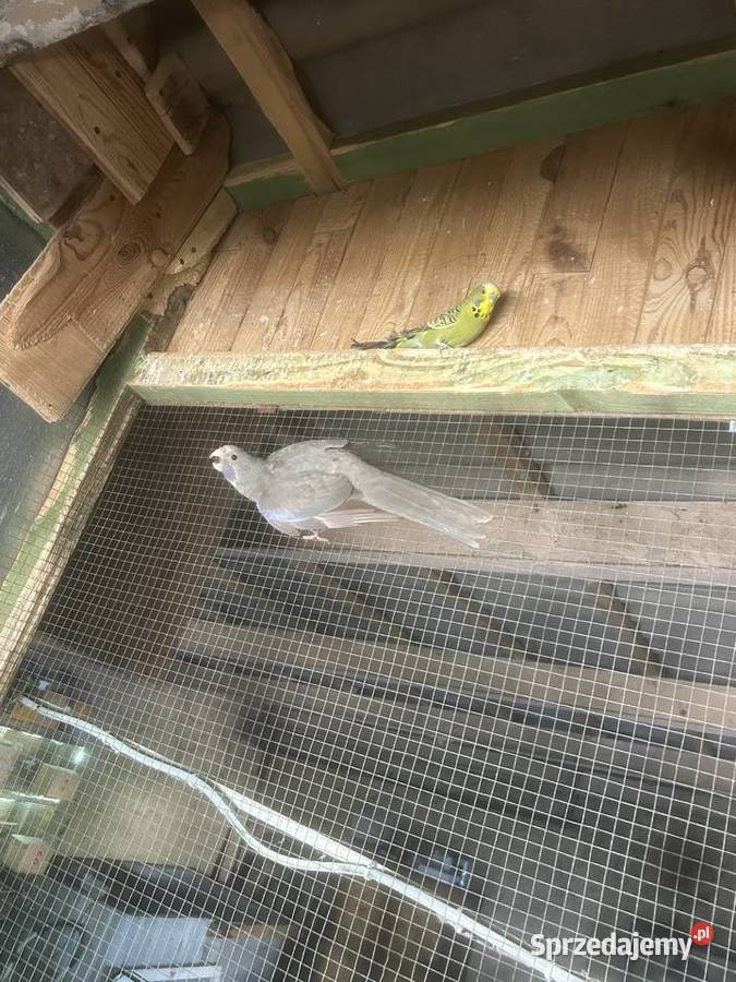 Rozella rozelle królewskie niebieskie Stodólno