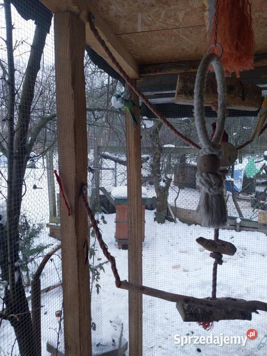 Papugi faliste Mnichy alexandretty i rozelle Mszczonów