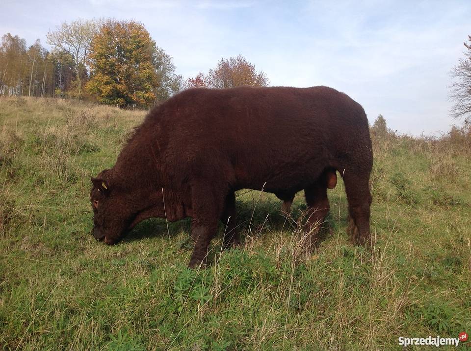 Buhaj Salers na sprzedaż Lubawka