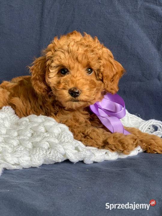 Pudel szczenięta dziewczęta z rodowodem Pozostałe