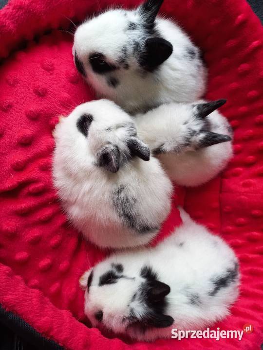 Karzełek rex Miniaturka Mini królik miniaturka Lipno sprzedam