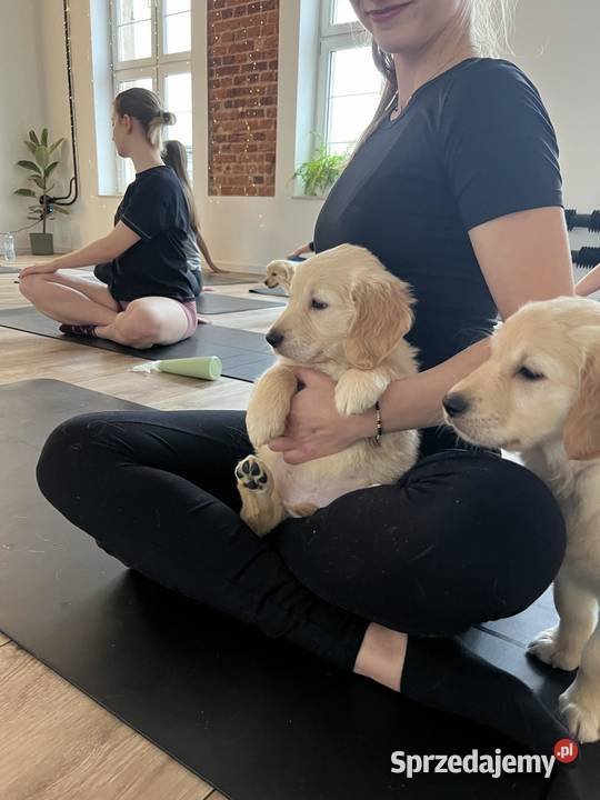 Śliczne Goldenki gotowe do nowych domków Golden Retriever sprzedam
