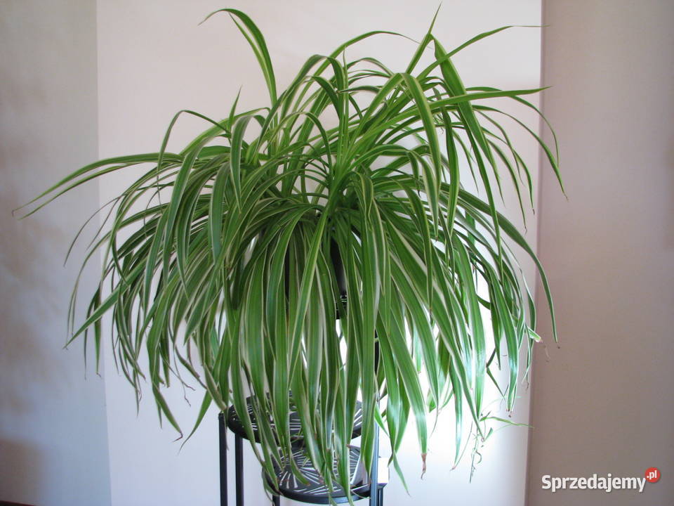 Zielistka Sternberga piękny zdrowy duży kwiat małopolskie Brzegi