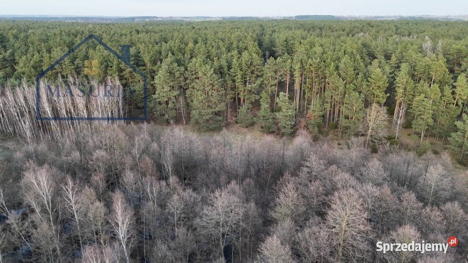 Działka w lesie polana kujawsko-pomorskie Łapinóż