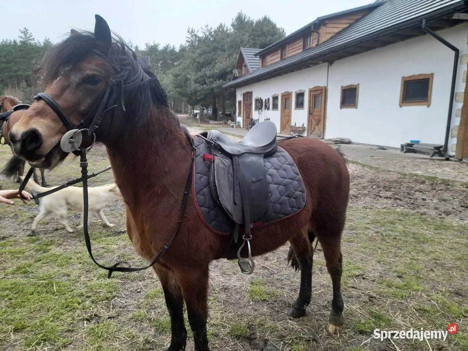 Sprzedam Kuc 12 lat Kielce