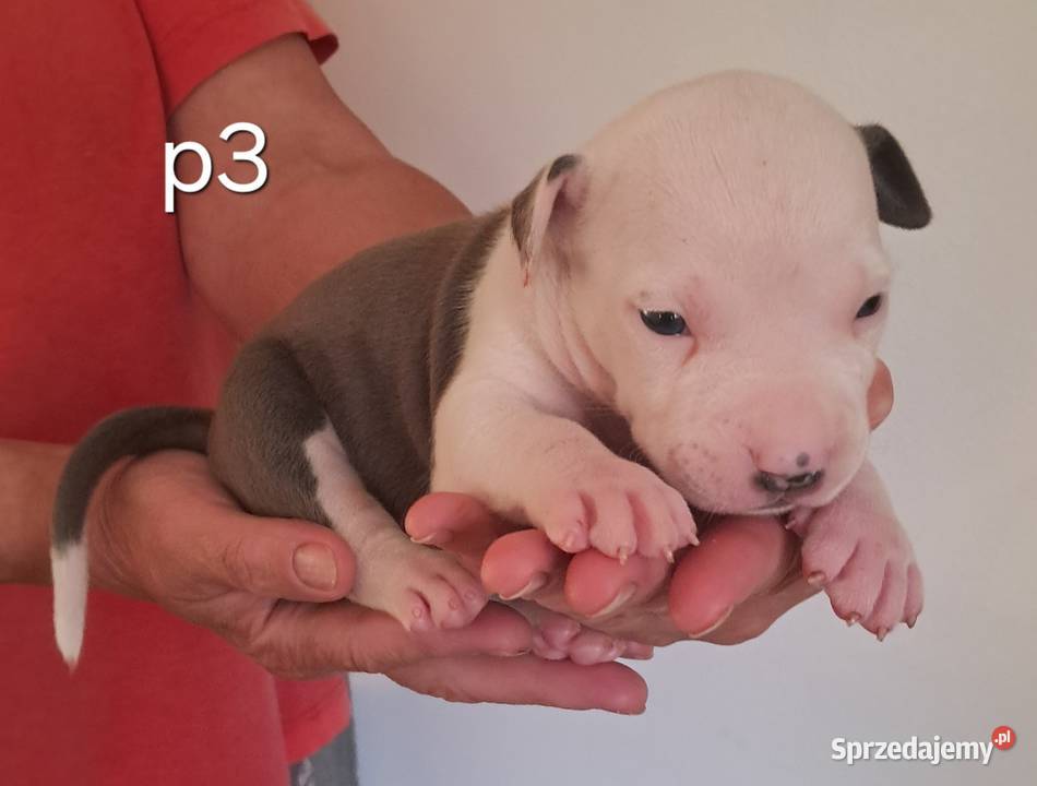 Amstaff zkwp fci BLUE piesek śląskie