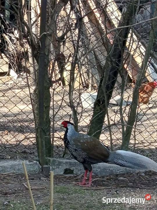 Bażanty srebrne lubelskie