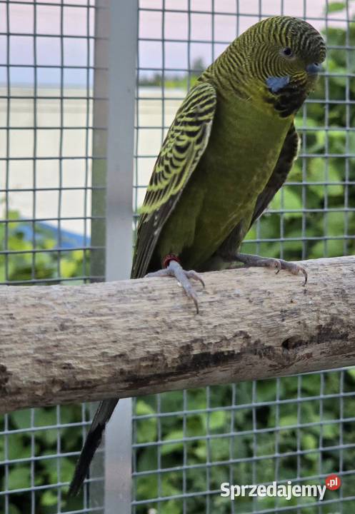 papużka falista blackface łatwo się oswaja może dolnośląskie