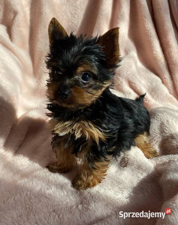 Alutka i siostry Yorkshire Terrier czekają na Oława sprzedam