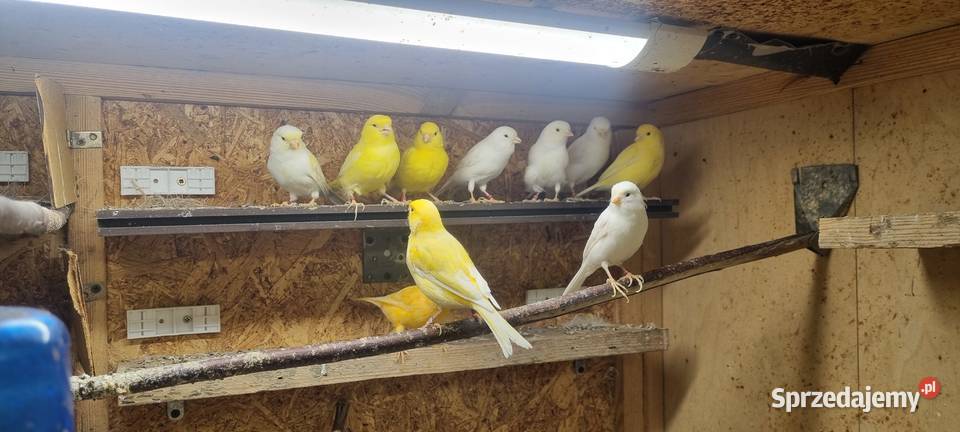 Kanarek kanarki stado 24 Likwidacja calość Katowice