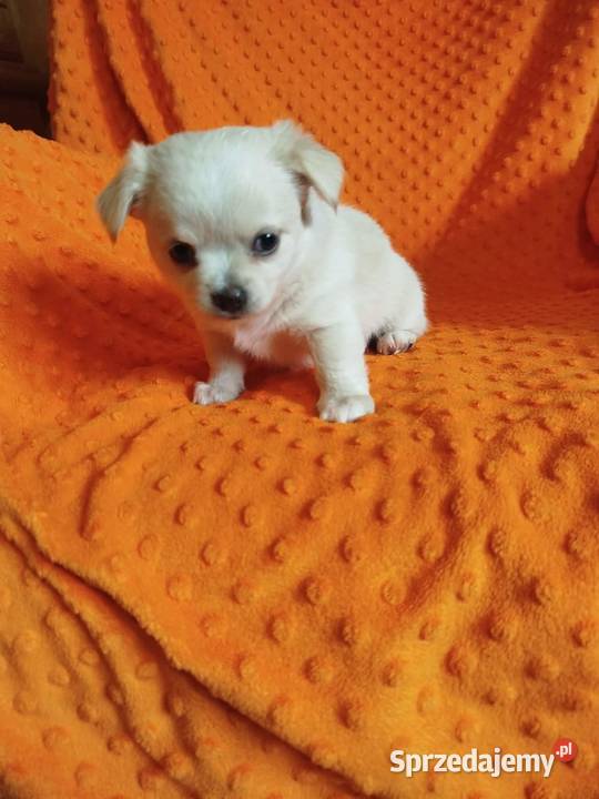 Urocze szczenięta rasy Chihuahua Płońsk