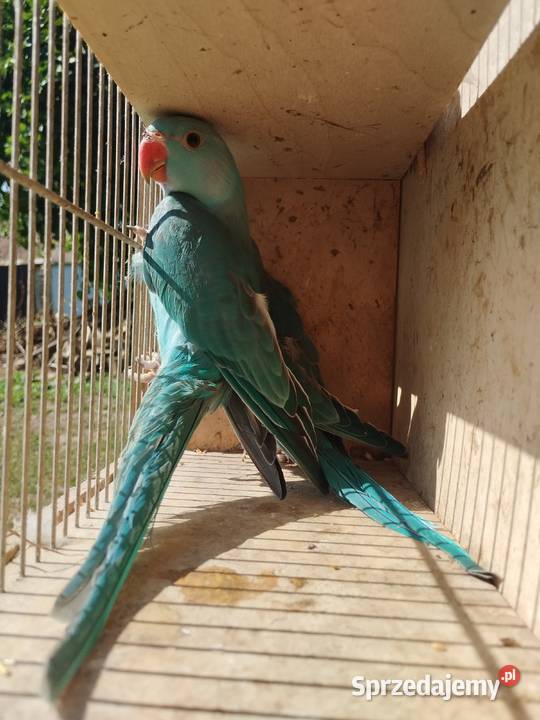 Papugi aleksandretty obrożne rozelle nimfy Ptaki Mircze
