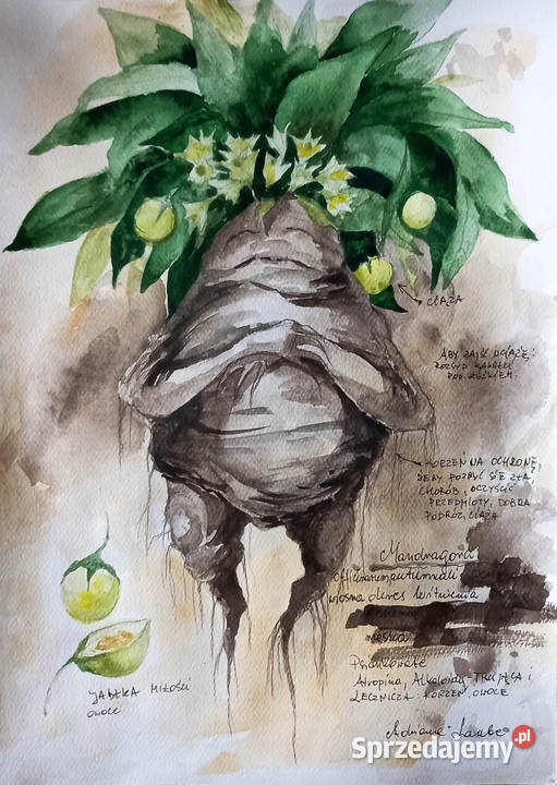 Mandragora z opisem akwarela artystki Adriany Malarstwo Katowice sprzedam