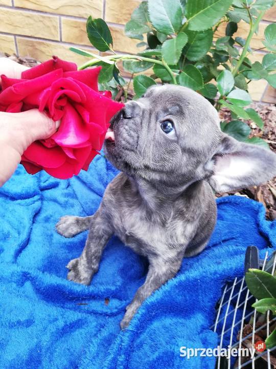 Buldog francuski niebieskie pieski Borzęcin sprzedam