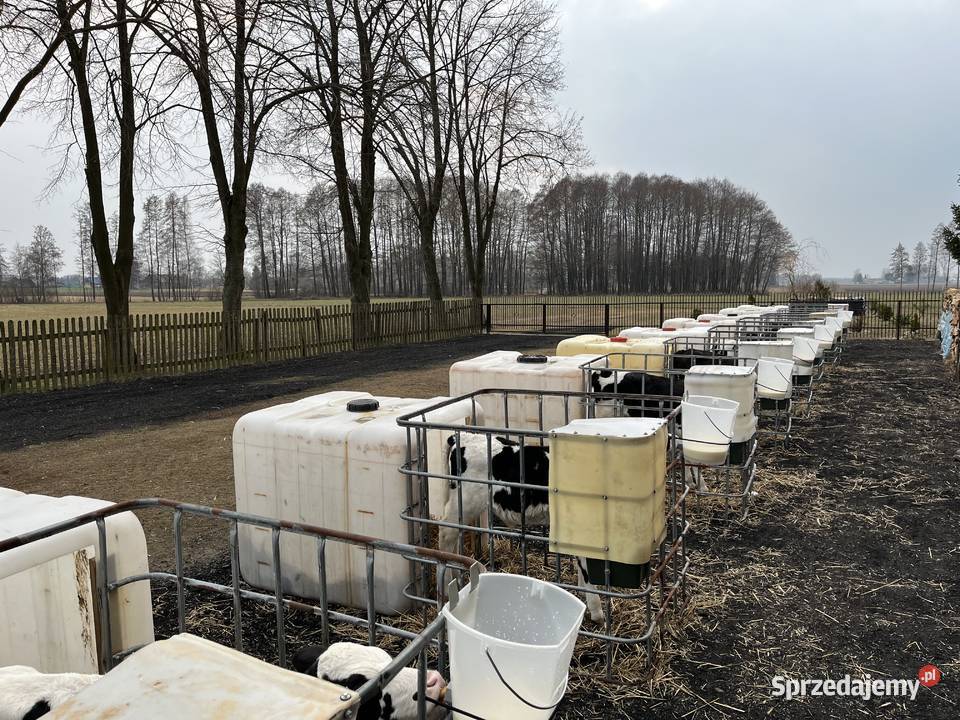 Budki cieląt kompletne Zaświatycze