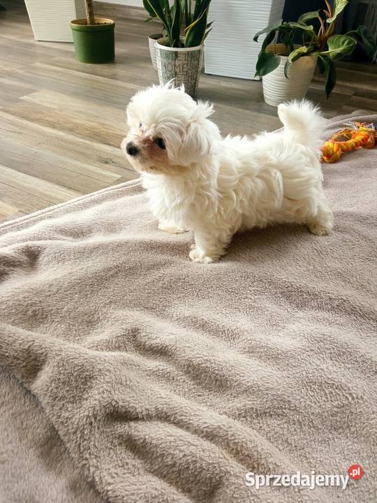 Maltańczyk piesek Dębica sprzedam