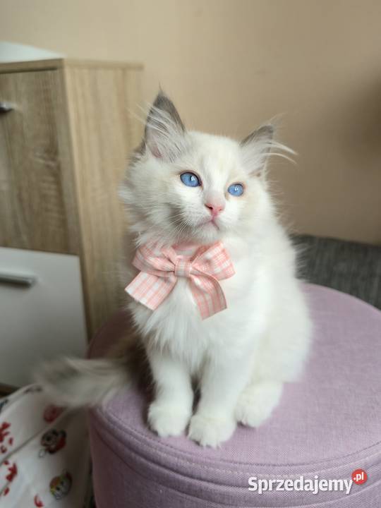Rasowy kot Ragdoll Warszawa