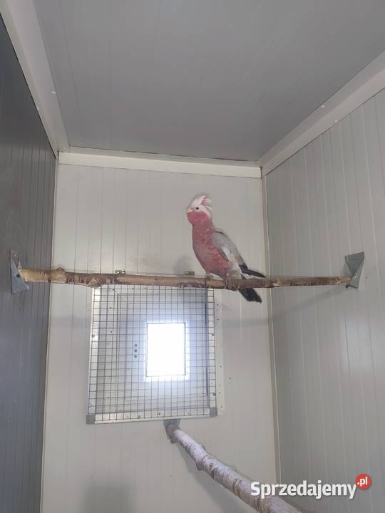 Kadadu Różowe samica 2025 Pszczyna