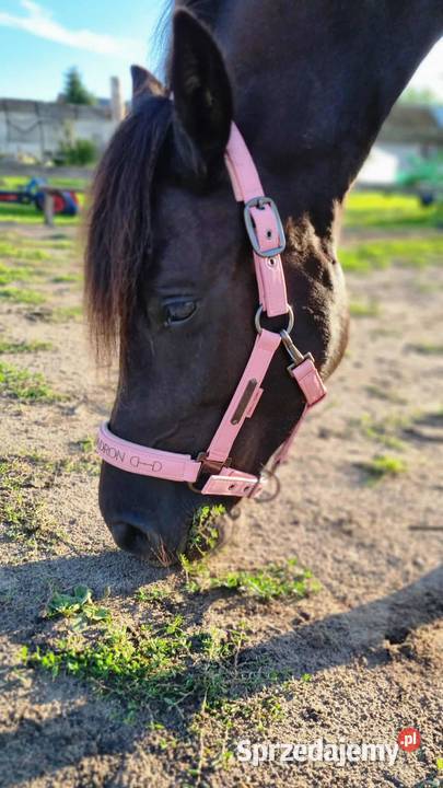 Kara klacz huculska 45 roku HROBY Pyrzyce