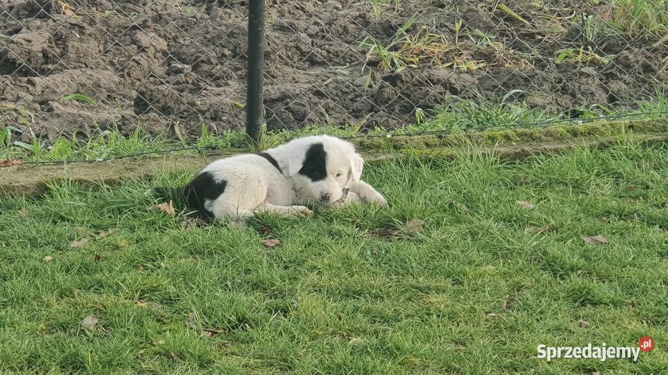 Owczarek Środkowoazjatycki Daszyna