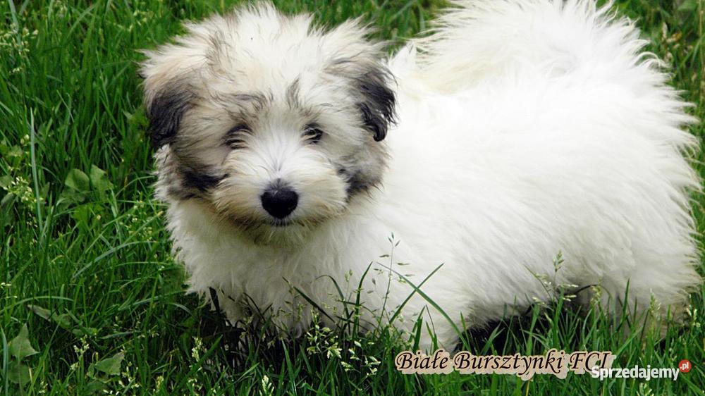 Coton de Tulear szczeniaczki Championach Gdańsk sprzedam