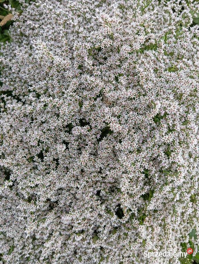 Zatrwian tatarski 2025 Pozostałe Krasnystaw