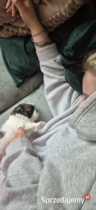 Shihtzu Andrychów