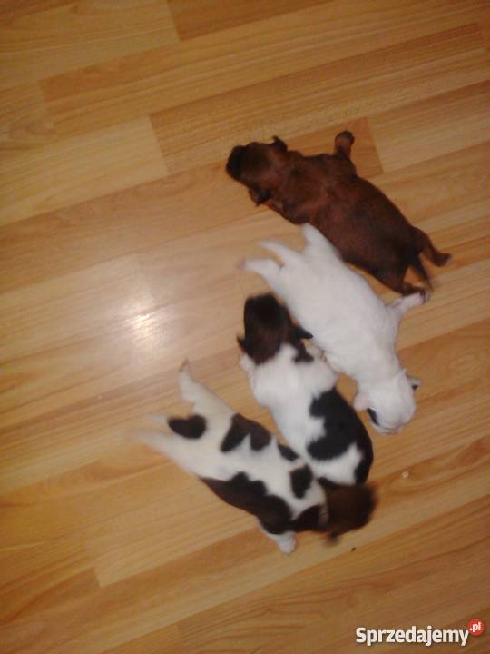 shih tzu Bolesławiec