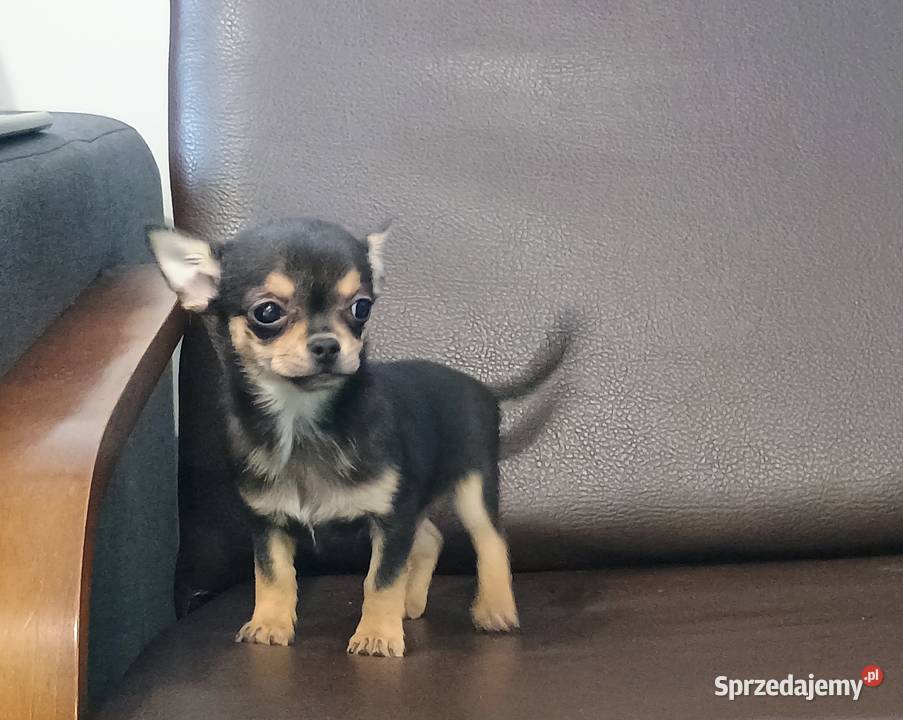 Chihuahua pieski Września sprzedam