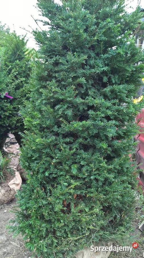 Cis Baccata Mega Wysoki Żywopłot Mszczonów