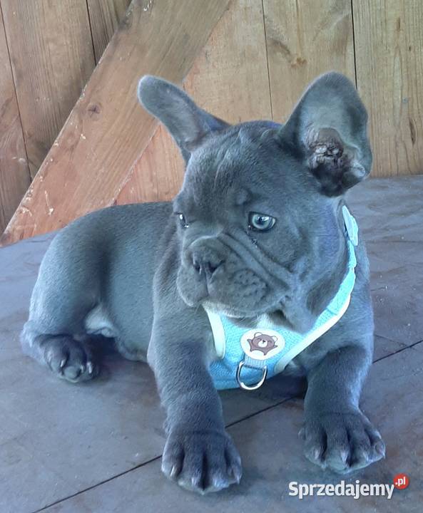 Buldog francuski mega blue łódzkie Pabianice