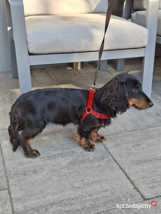 Jamnik długowłosy suczka 55 miesiąc Żyrardów