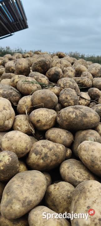 Ziemniaki jadalne odmiany owacja jurek bellaroza Piwoda sprzedam
