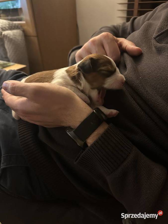 Płochacz holenderski Netherlandse Kooikerhondje Warszawa sprzedam