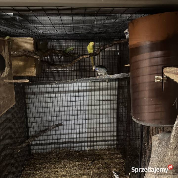 Sprzedam papugi