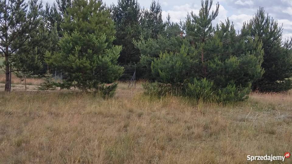 sprzedam działkę w malowniczej wsi warunki Krąplewice