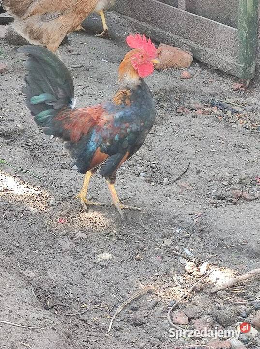 Liliputek karzełek Młodoszowice sprzedam