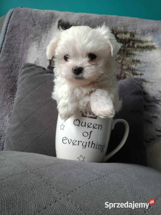 Maltańczyk z rodowodem Maltańczyk Będzin