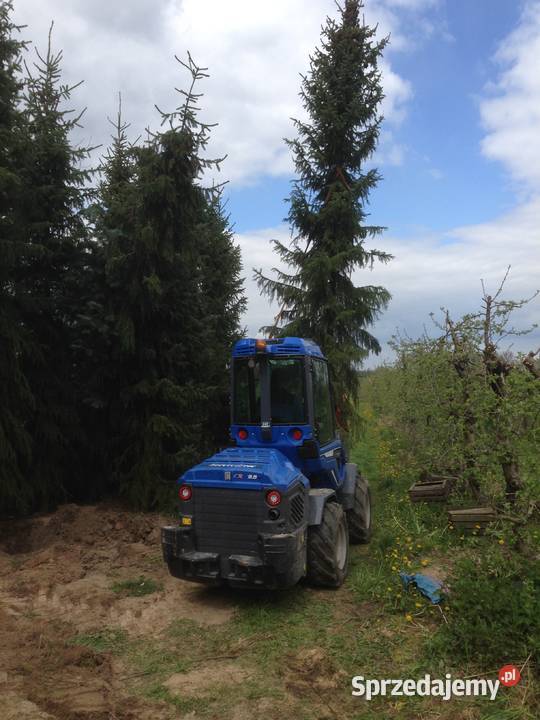 Jodła kalifornijska Abies concolor duże dzrewa Płock