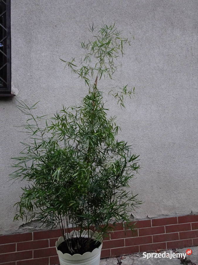 asparagus sierpowaty mazowieckie Warszawa