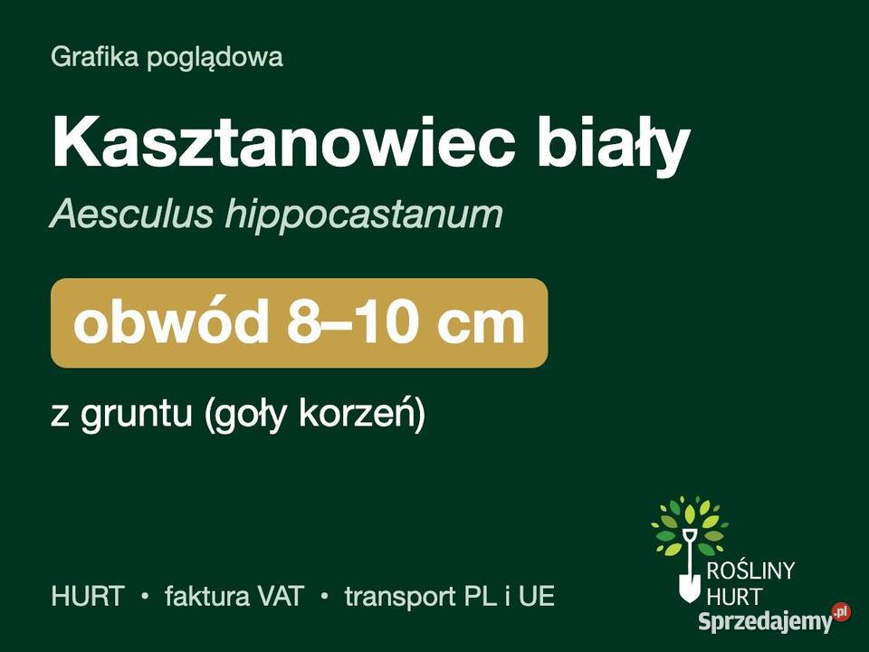Kasztanowiec biały obwód 810 z gruntu HURT sprzedam