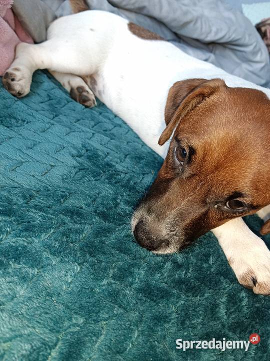 Suczka Jack Russell Terrier Koźle