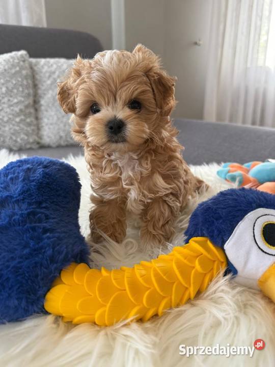 Maltipoo xxs pieski